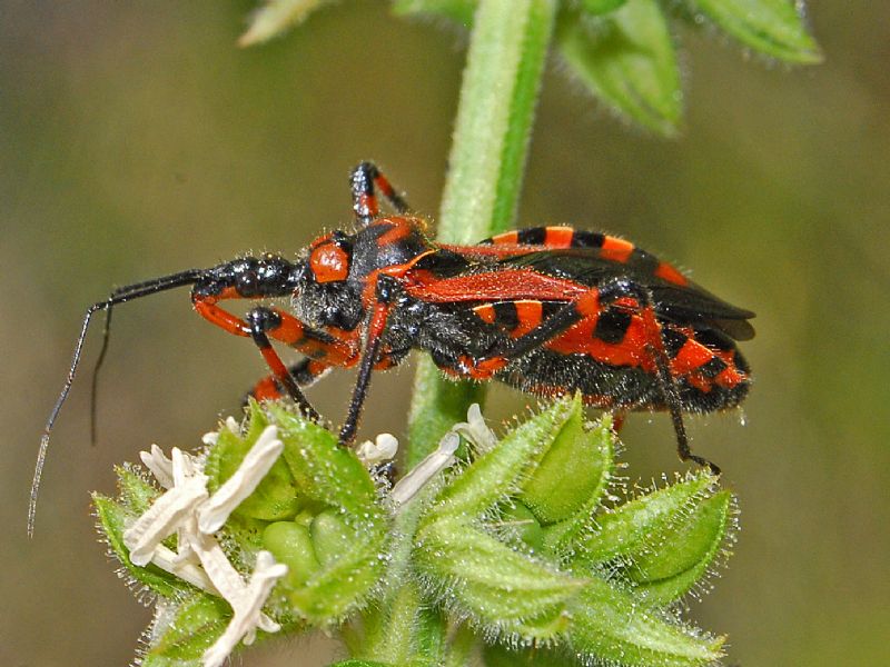 Reduviidae:  Rhynocoris rubricus